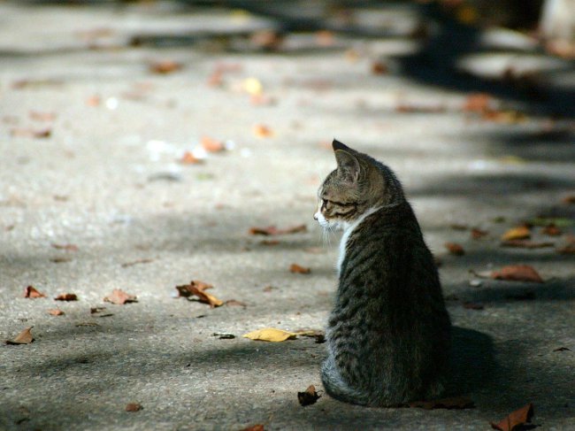 Gatto perso: cosa fare?