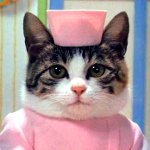 Ferite nei gatti Ferite nei gatti