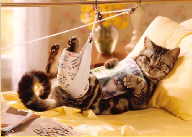 Ferite nei gatti