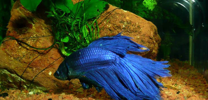 Cockfish: cura, contenuto, nutrizione