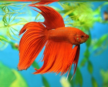 Cockfish: cura, contenuto, nutrizione