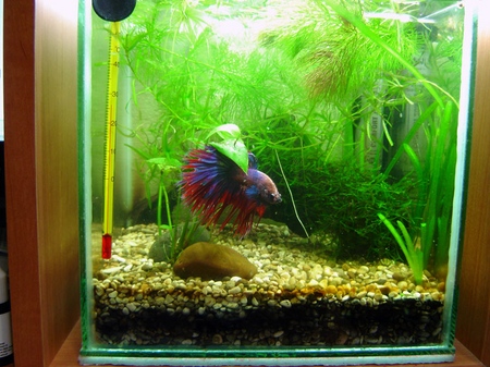 Cockfish: cura, contenuto, nutrizione