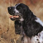 Spaniel russo di caccia