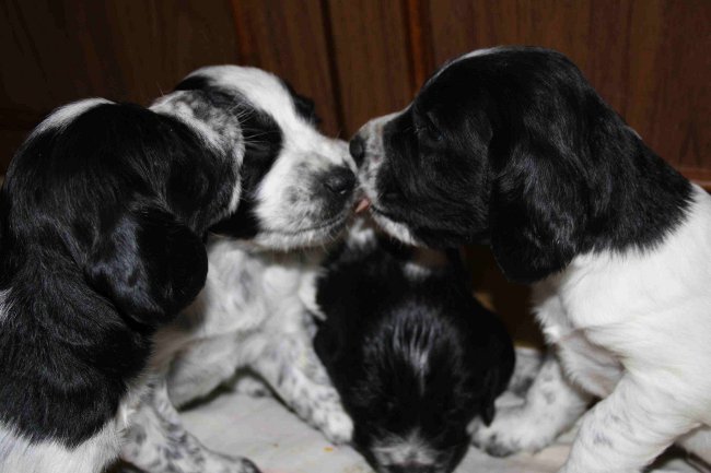 Spaniel russo di caccia