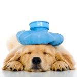 Vomito nel cane