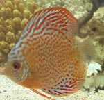 Le specie più popolari dei ciclidi Le specie più popolari dei ciclidi