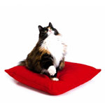 La maggior parte dei gatti