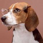 Le razze più intelligenti di cani