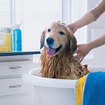 Shampoo per cani: come scegliere? Shampoo per cani: come scegliere?