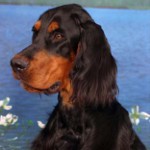 Setter scozzese (Gordon Setter) Setter scozzese (Gordon Setter)