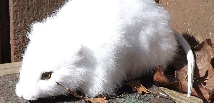 foto di ratto di casa