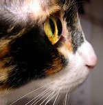 Gli occhi di un gattuccio di gatto: cosa fare