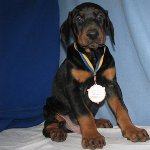 Cane Doberman