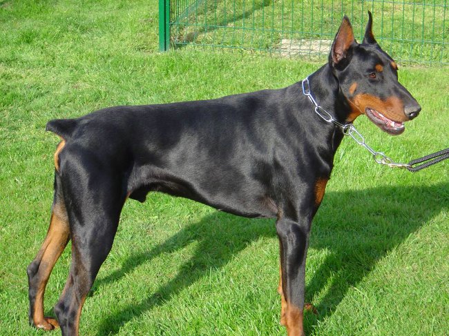 Cane Doberman