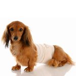 Cane dopo l'intervento chirurgico: regole di cura