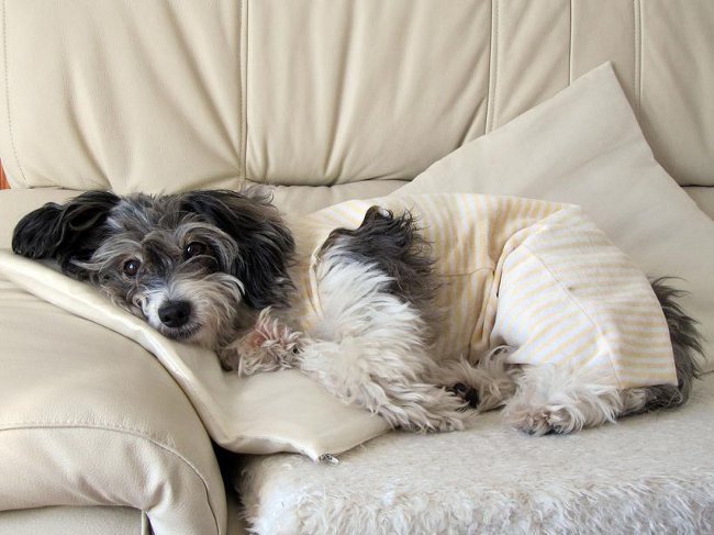 Cane dopo l'intervento chirurgico: regole di cura
