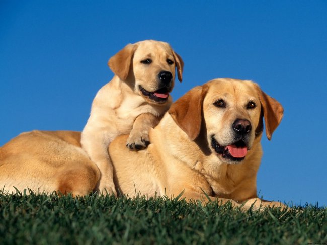 Cane dopo il parto