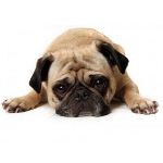 Il cane sbatte: cosa fare? Il cane sbatte: cosa fare?
