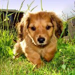 Il cane è stato morso da un segno di spunta: cosa fare?