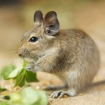 Contenuto di degus Contenuto di degus