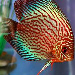 Contenuto del discus Contenuto del discus