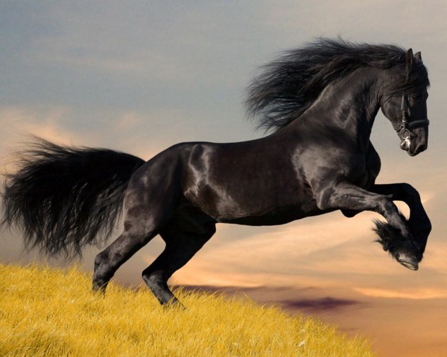 Manutenzione del cavallo