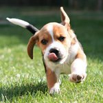 Rimedi per le zecche per i cani