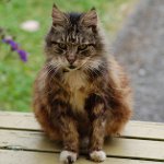 Vecchi gatti: caratteristiche della cura