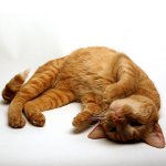 Crampi in un gatto