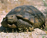 Tartaruga terrestre Tartaruga terrestre
