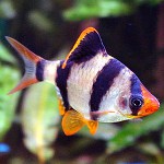 Barbecue Sumatran nel tuo acquario Barbecue Sumatran nel tuo acquario