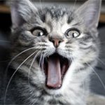 Estro nei gatti Estro nei gatti