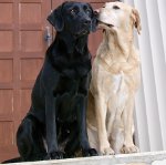 Calore nei cani