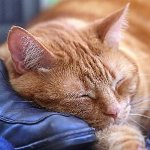 Toxoplasmosis nei gatti Toxoplasmosis nei gatti