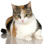 Gatti a tre colori