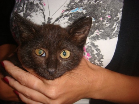 La terza palpebra di un gatto: cause, sintomi e trattamento a casa