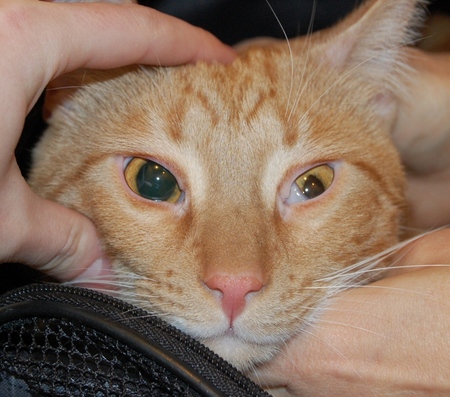 La terza palpebra di un gatto: cause, sintomi e trattamento a casa