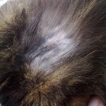 Il gatto ha lana