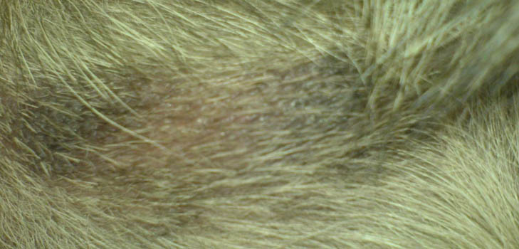 Il cane ha perdita dei capelli: cause e trattamento