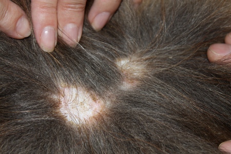 Il cane ha perdita dei capelli: cause e trattamento