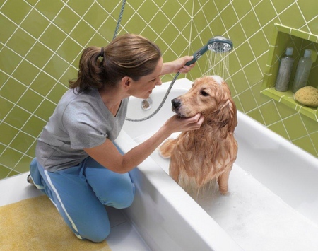 Il cane ha perdita dei capelli: cause e trattamento