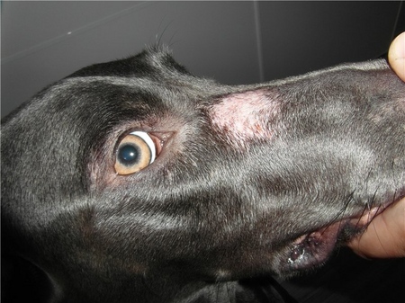 Il cane ha perdita dei capelli: cause e trattamento