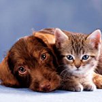 Cura per la pelliccia di gatti e cani