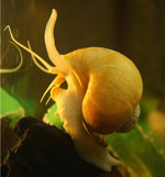 Lancia nell'acquario Lancia nell'acquario