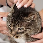 Acaro dell'orecchio nei gatti Acaro dell'orecchio nei gatti