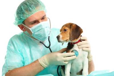 Vaccinazione dei cuccioli: quali vaccinazioni sono necessarie per il cucciolo?