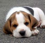 Vaccinazione dei cani Vaccinazione dei cani