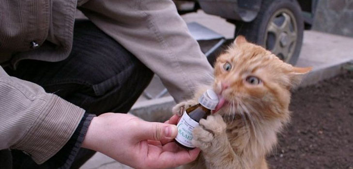 Valeriana per gatti: pericoli rivolti al proprietario