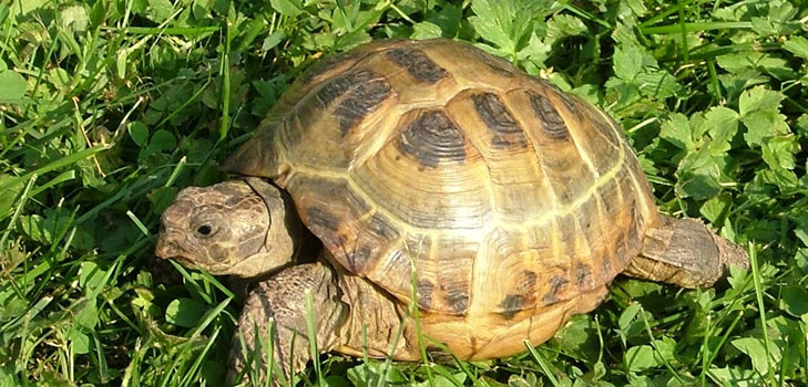 Tipi di tartarughe: cosa devi ricordare prima di iniziare?