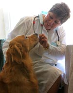 Visita dal veterinario